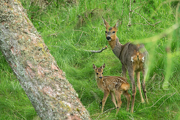 Rehwild (Capreolus capreolus)