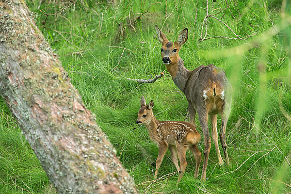 Rehwild (Capreolus capreolus)