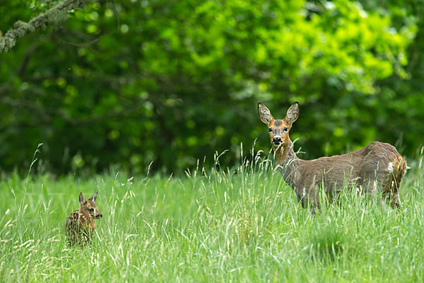 Rehwild (Capreolus capreolus)