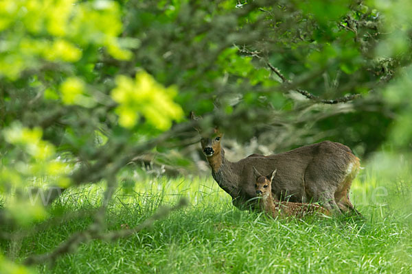 Rehwild (Capreolus capreolus)