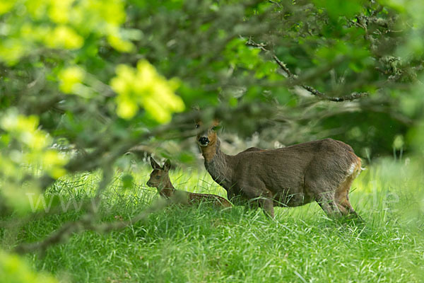 Rehwild (Capreolus capreolus)