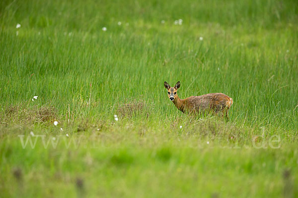 Rehwild (Capreolus capreolus)