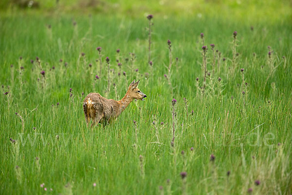 Rehwild (Capreolus capreolus)