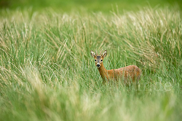 Rehwild (Capreolus capreolus)