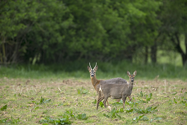 Rehwild (Capreolus capreolus)