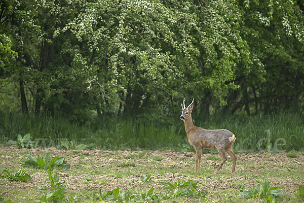 Rehwild (Capreolus capreolus)