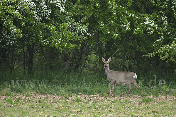 Rehwild (Capreolus capreolus)