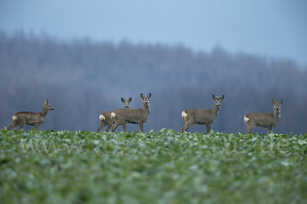 Rehwild (Capreolus capreolus)