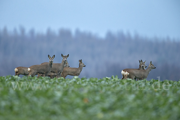 Rehwild (Capreolus capreolus)