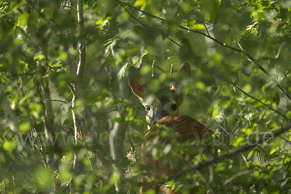 Rehwild (Capreolus capreolus)