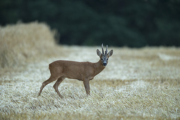 Rehwild (Capreolus capreolus)