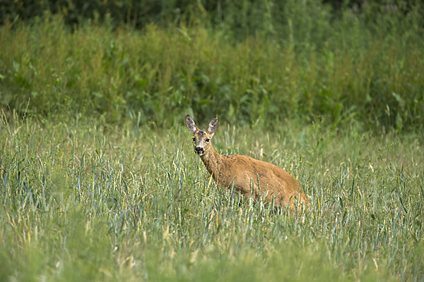 Rehwild (Capreolus capreolus)