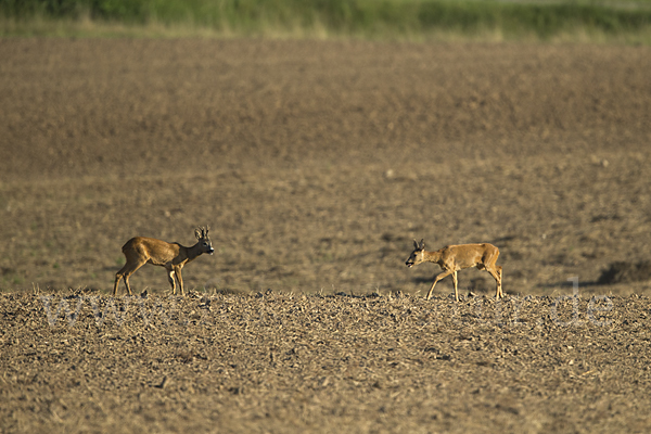 Rehwild (Capreolus capreolus)