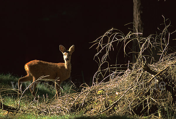 Rehwild (Capreolus capreolus)