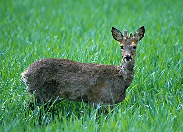 Rehwild (Capreolus capreolus)