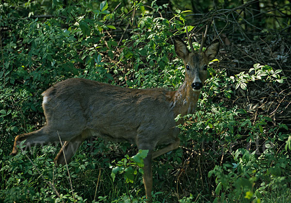 Rehwild (Capreolus capreolus)