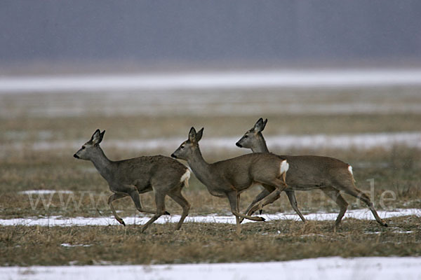 Rehwild (Capreolus capreolus)