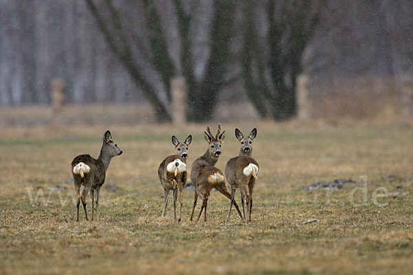 Rehwild (Capreolus capreolus)