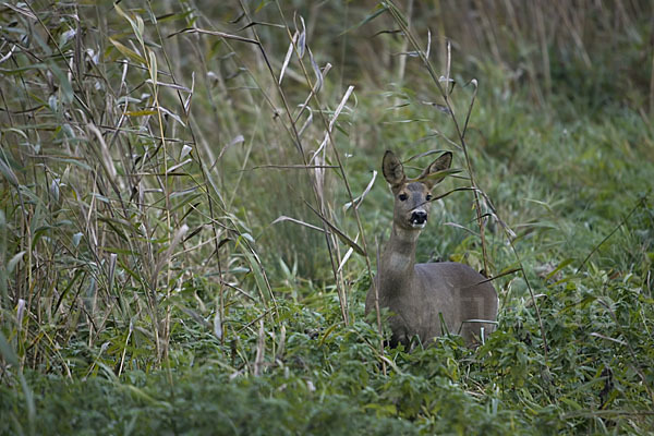 Rehwild (Capreolus capreolus)