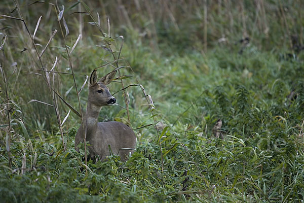 Rehwild (Capreolus capreolus)