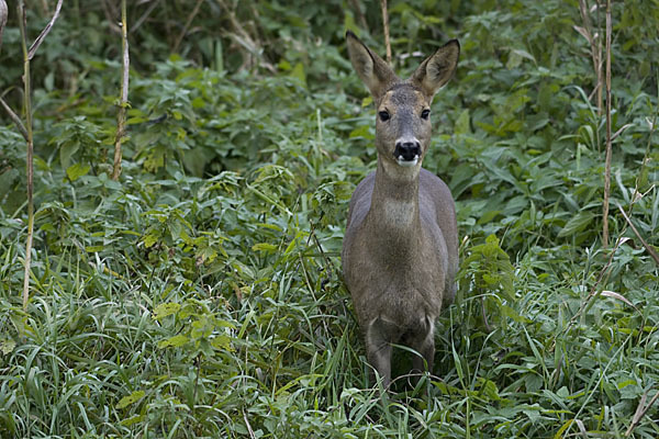 Rehwild (Capreolus capreolus)