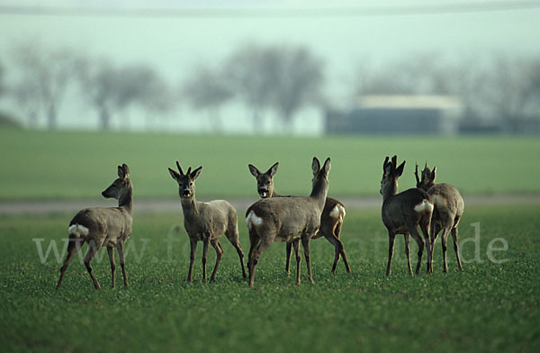 Rehwild (Capreolus capreolus)