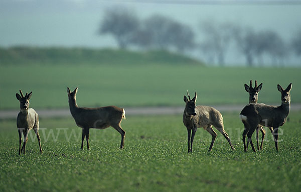 Rehwild (Capreolus capreolus)