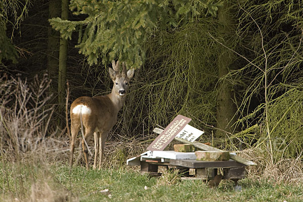 Rehwild (Capreolus capreolus)