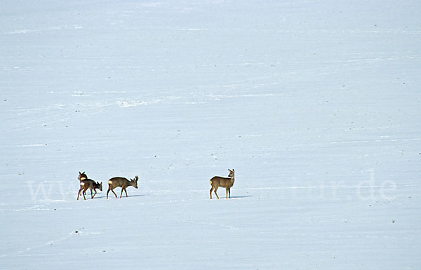 Rehwild (Capreolus capreolus)