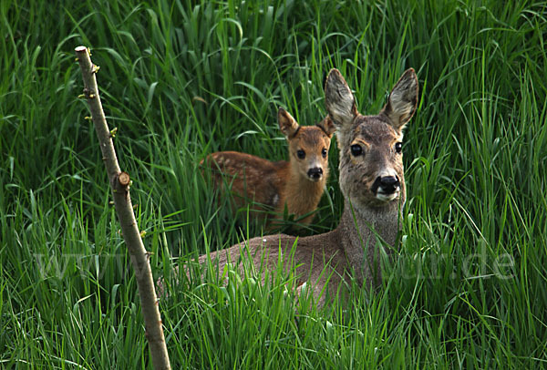 Rehwild (Capreolus capreolus)