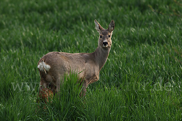 Rehwild (Capreolus capreolus)