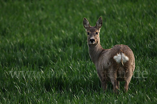 Rehwild (Capreolus capreolus)