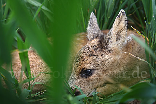 Rehwild (Capreolus capreolus)