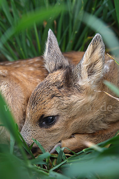 Rehwild (Capreolus capreolus)