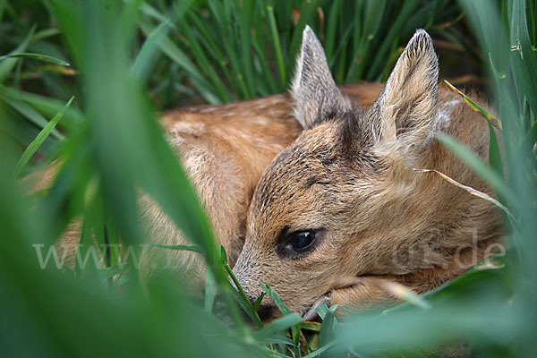 Rehwild (Capreolus capreolus)