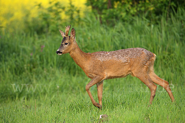 Rehwild (Capreolus capreolus)