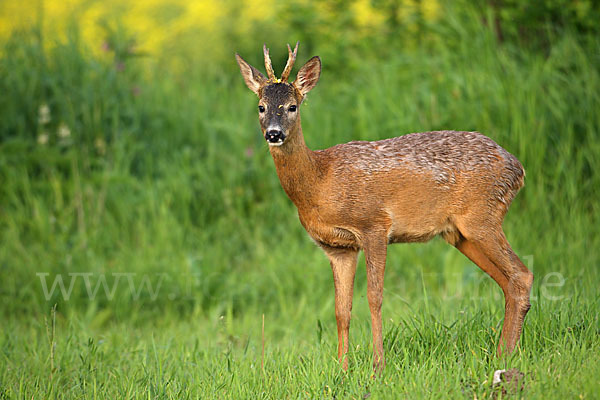 Rehwild (Capreolus capreolus)