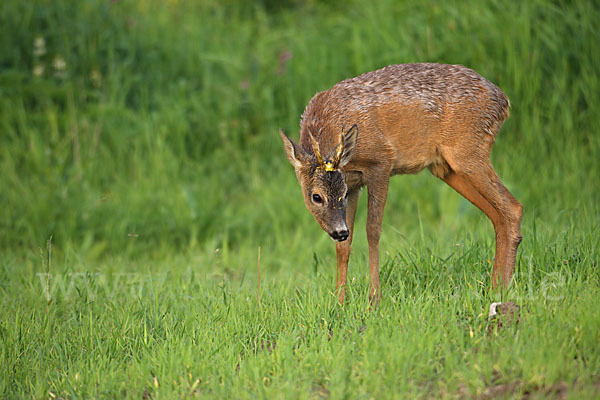 Rehwild (Capreolus capreolus)