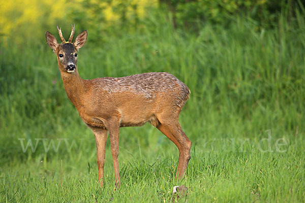 Rehwild (Capreolus capreolus)