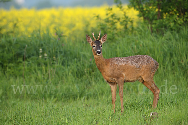 Rehwild (Capreolus capreolus)