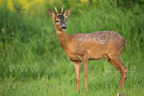 Rehwild (Capreolus capreolus)