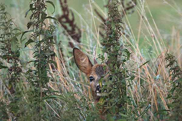 Rehwild (Capreolus capreolus)