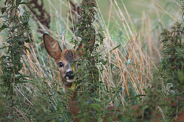 Rehwild (Capreolus capreolus)