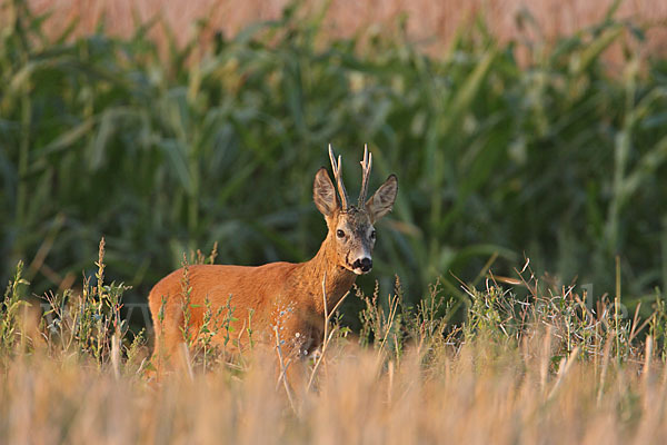 Rehwild (Capreolus capreolus)