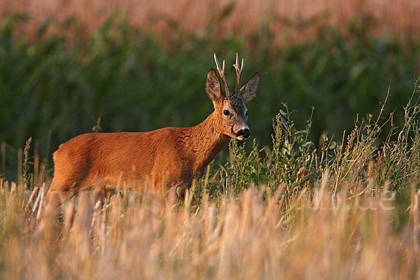 Rehwild (Capreolus capreolus)