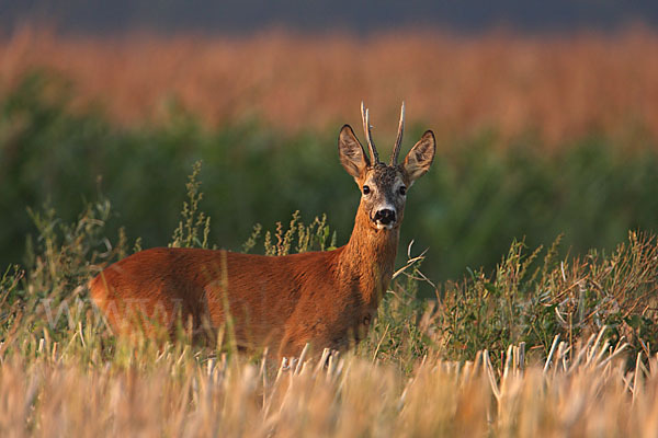 Rehwild (Capreolus capreolus)