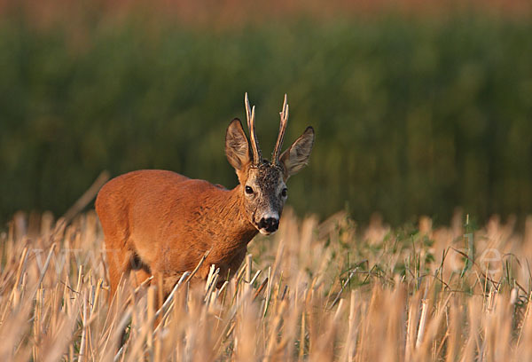 Rehwild (Capreolus capreolus)