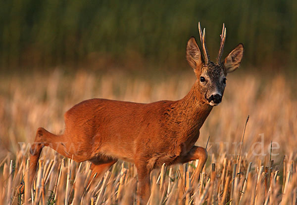 Rehwild (Capreolus capreolus)