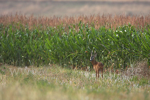 Rehwild (Capreolus capreolus)