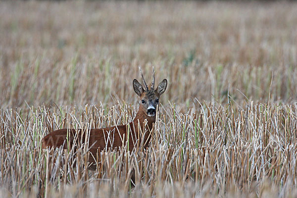 Rehwild (Capreolus capreolus)